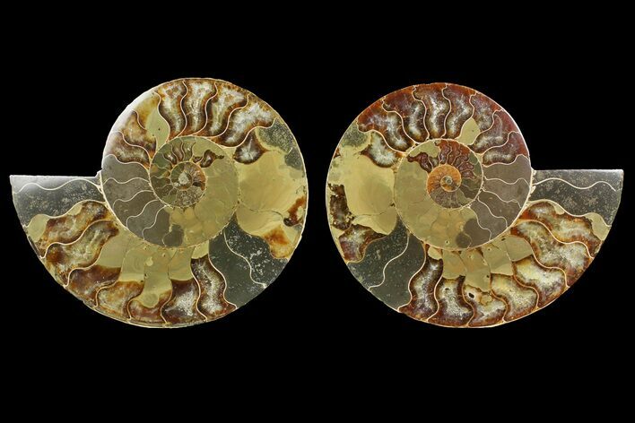 Bargain, Cut & Polished Ammonite Fossil - Madagascar #148061